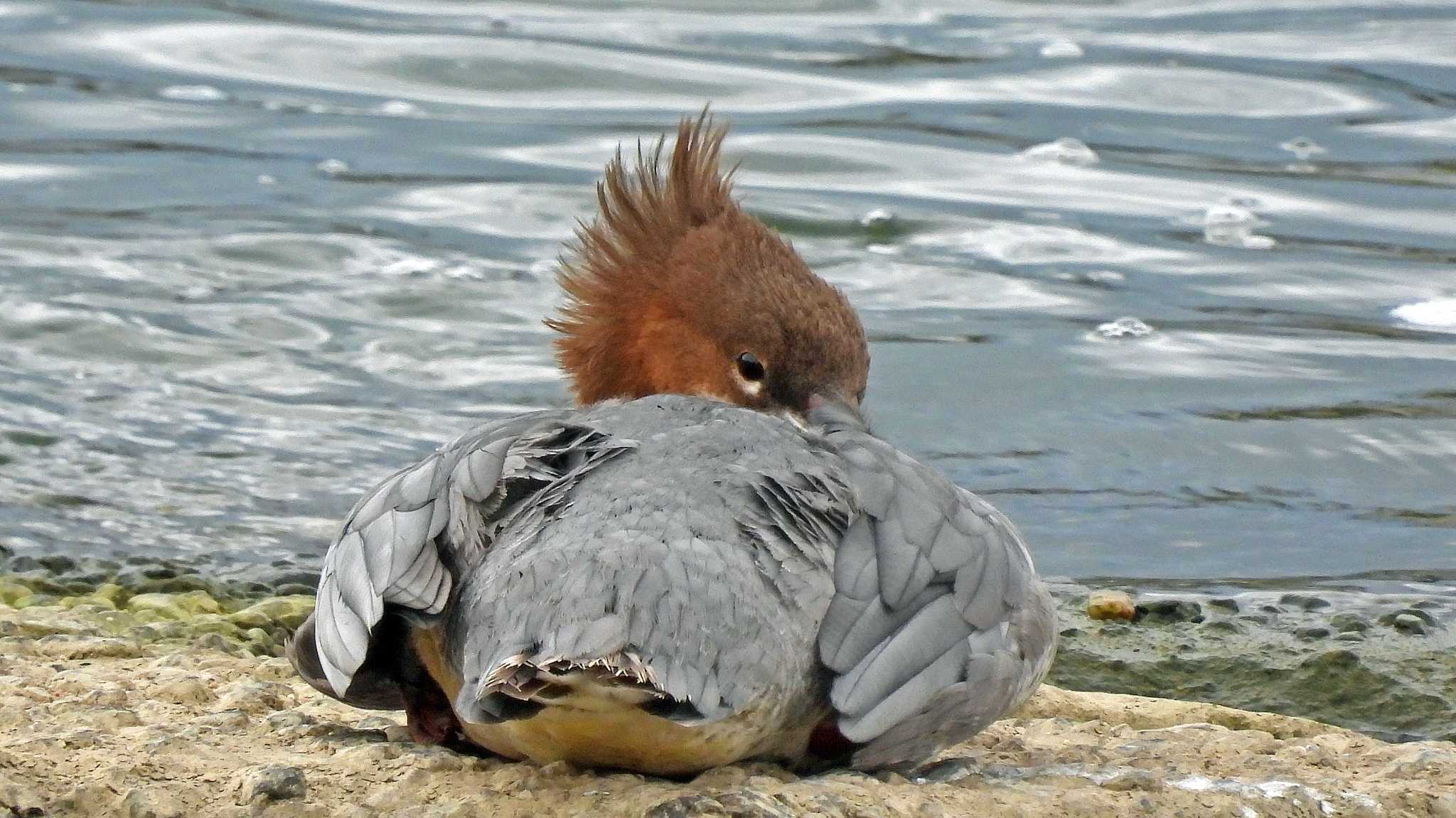 武庫川 カワアイサの写真