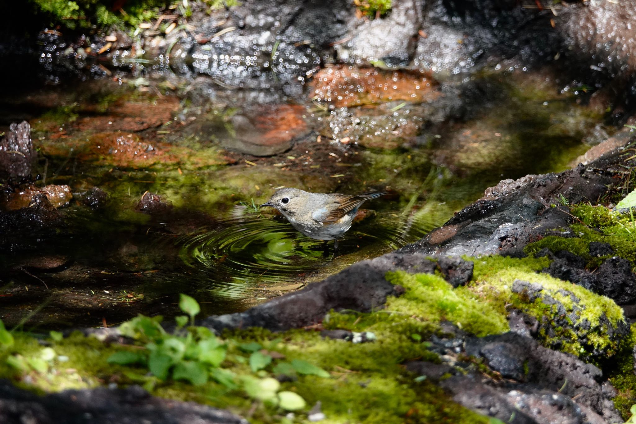 Red-flanked Bluetail