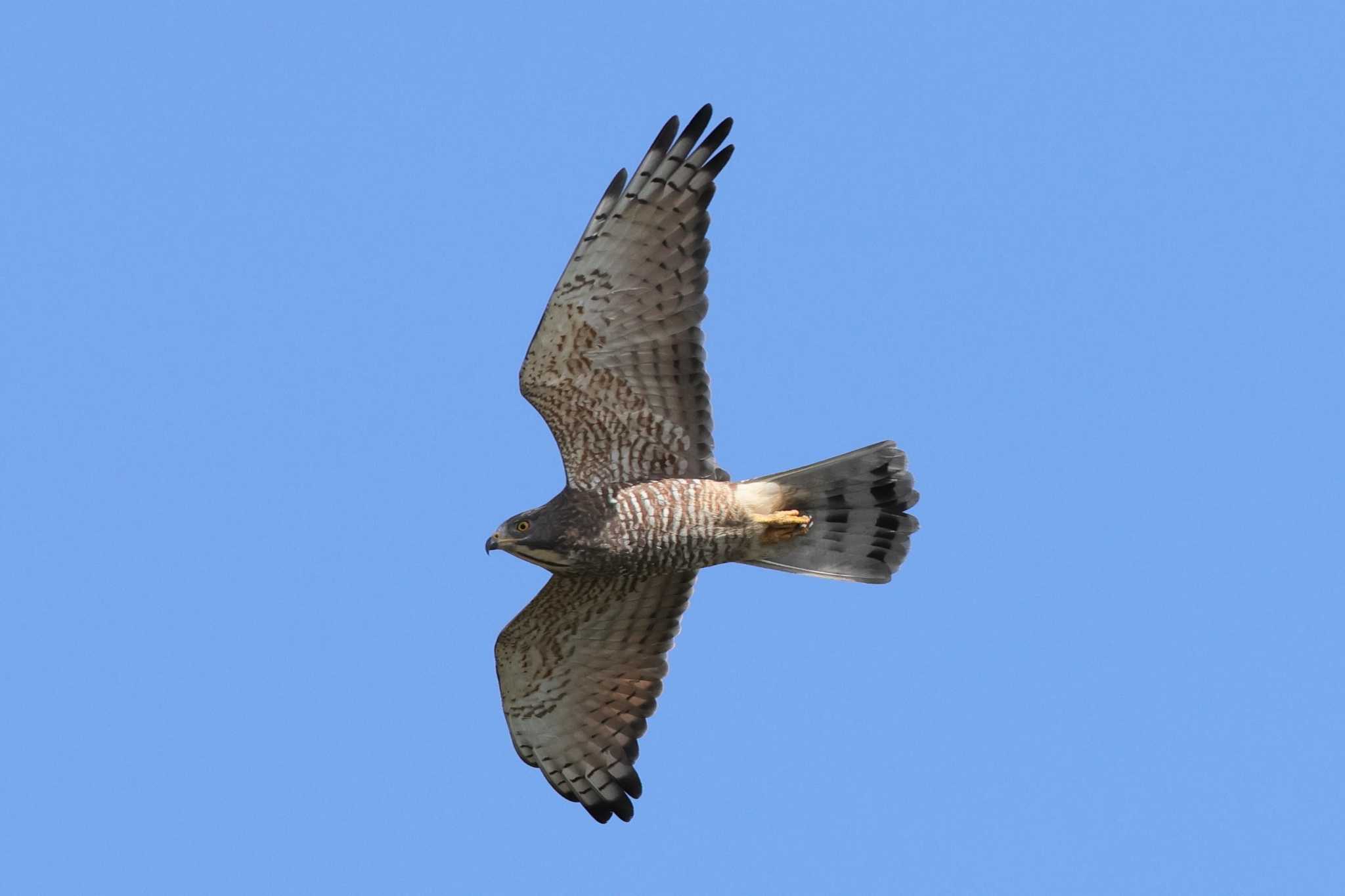 伊良湖岬 サシバの写真 by トビトチヌ