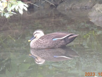 カルガモ 都内公園 2023年10月5日(木)