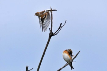 Brambling Hegura Island Mon, 10/2/2023