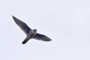 Peregrine Falcon Hegura Island Mon, 10/2/2023