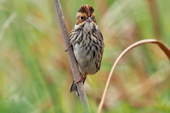 Little Bunting Hegura Island Mon, 10/2/2023