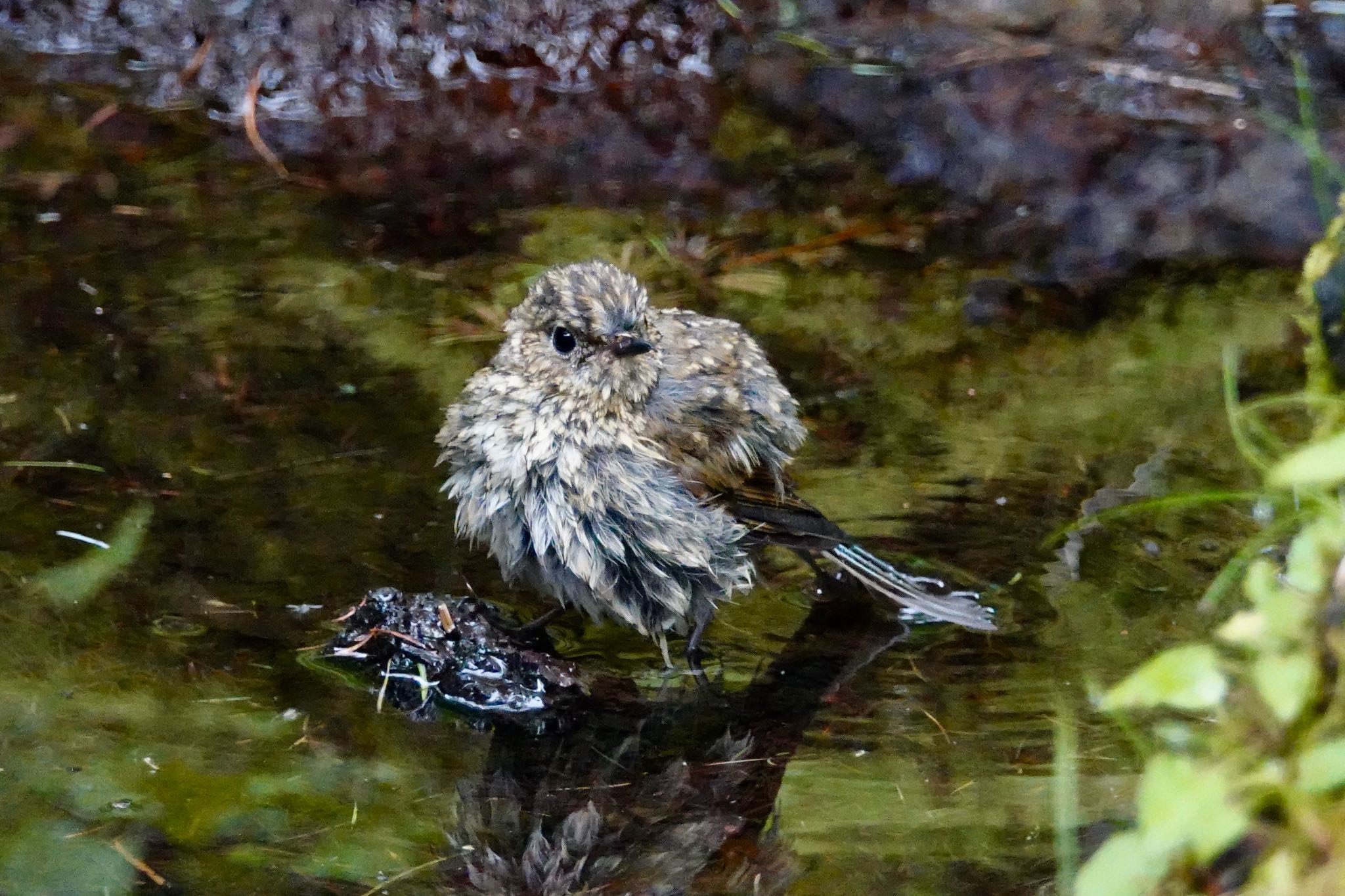 Red-flanked Bluetail