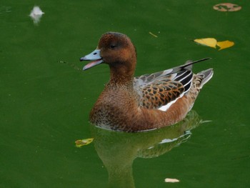 2023年10月5日(木) 井の頭公園の野鳥観察記録