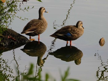 カルガモ 井の頭公園 2023年10月5日(木)