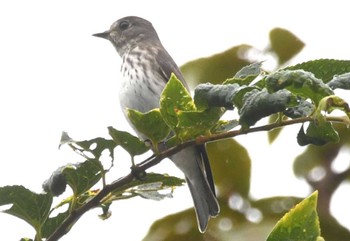 Grey-streaked Flycatcher Shinjuku Gyoen National Garden Wed, 10/4/2023