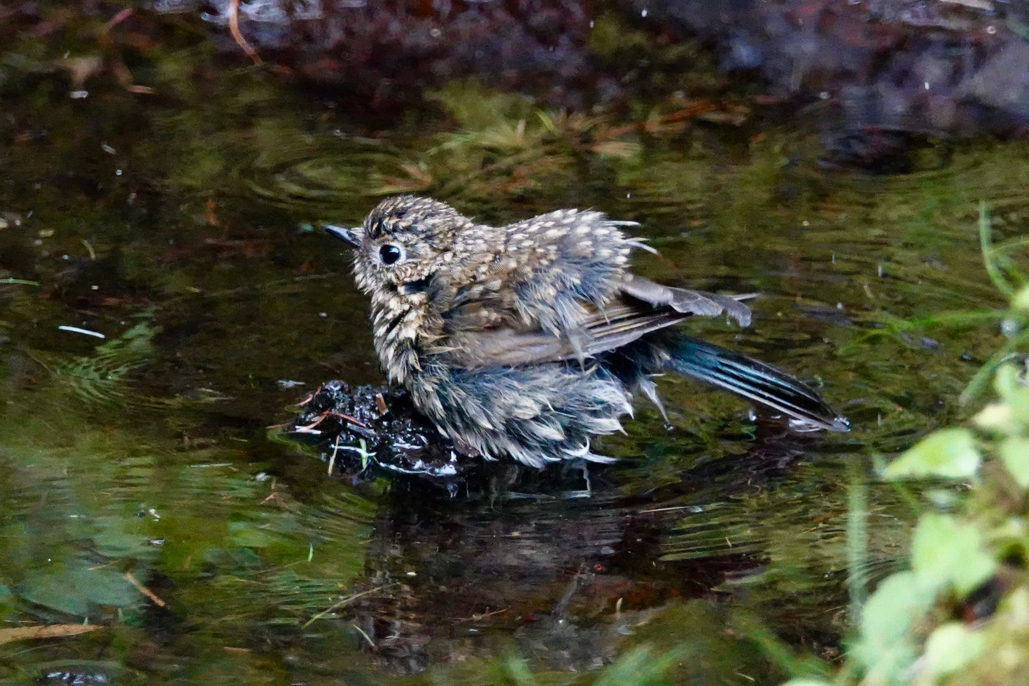 Red-flanked Bluetail