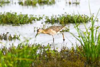 Sun, 9/17/2023 Birding report at 小山市