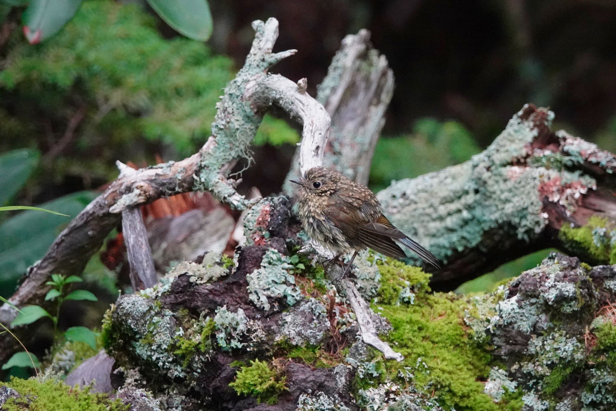 Red-flanked Bluetail