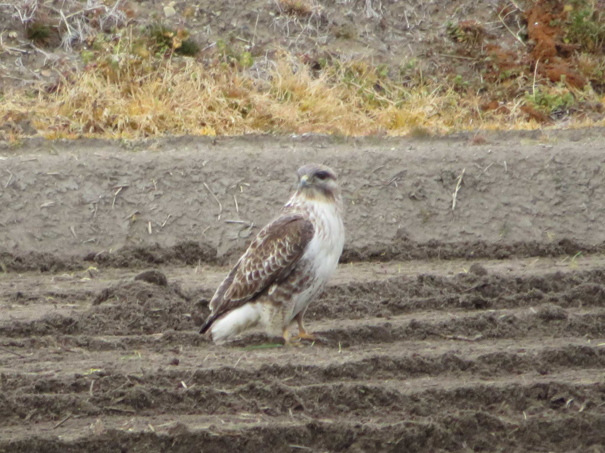 Photo of Eastern Buzzard at 霞ヶ浦 by とろぴたる