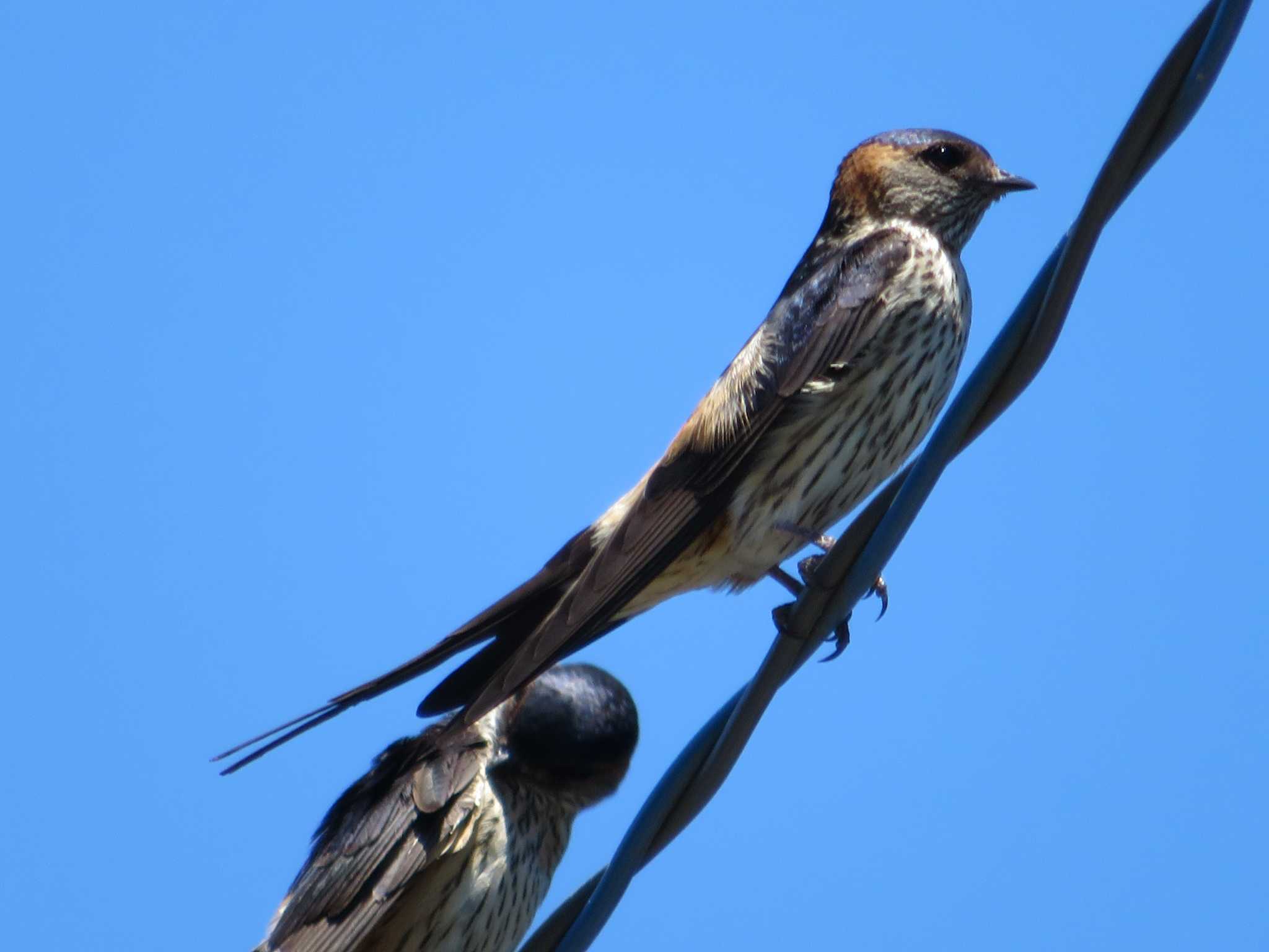 Photo of Red-rumped Swallow at 興津海水浴場 by とろぴたる