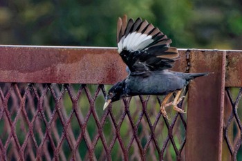 Crested Myna 金井遊水地(金井遊水池) Sun, 10/1/2023