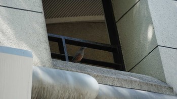 Blue Rock Thrush Minatomirai Wed, 9/19/2018