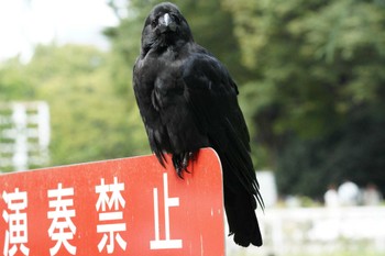 ハシブトガラス 代々木公園 2022年9月9日(金)