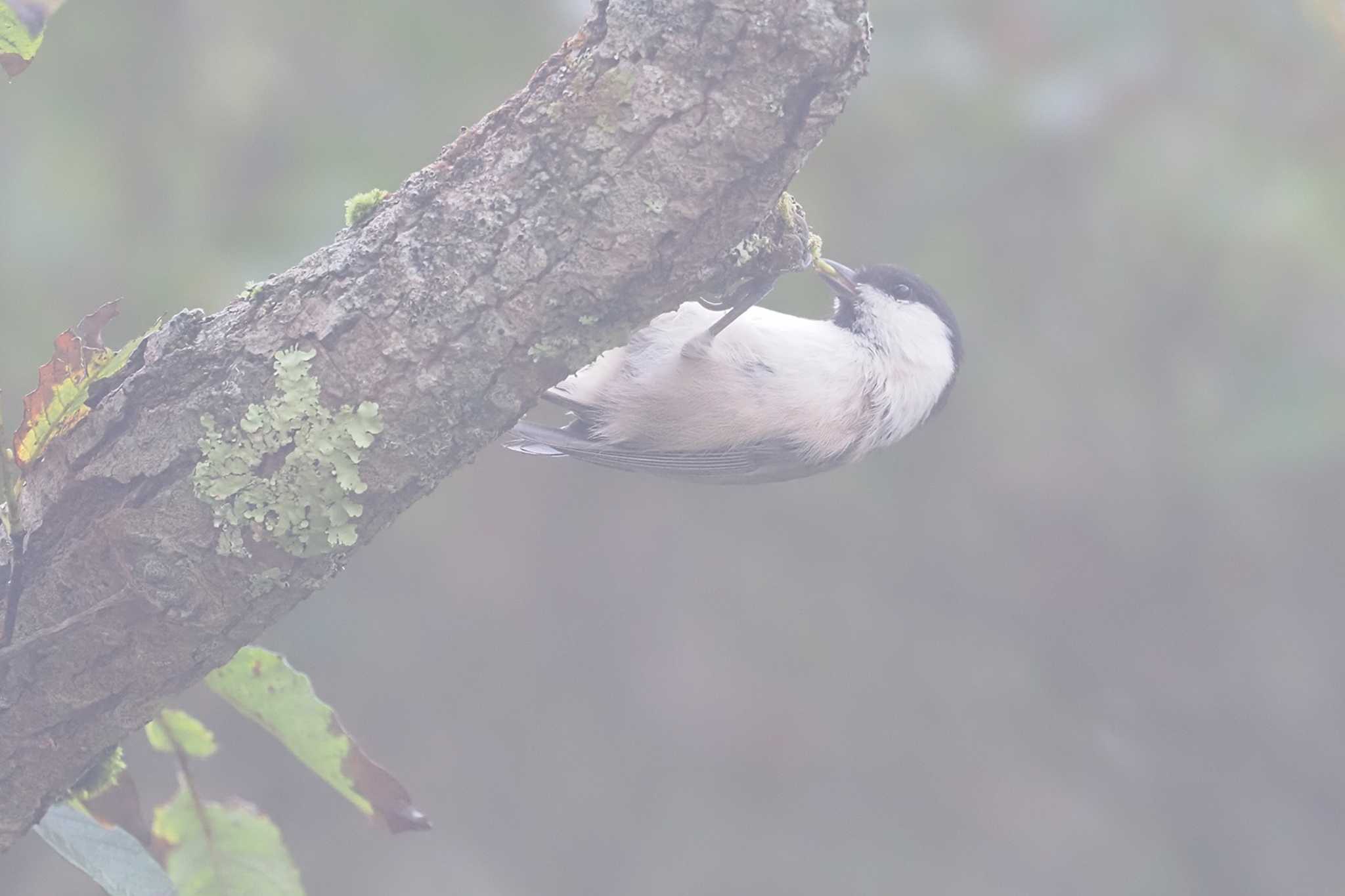 Willow Tit