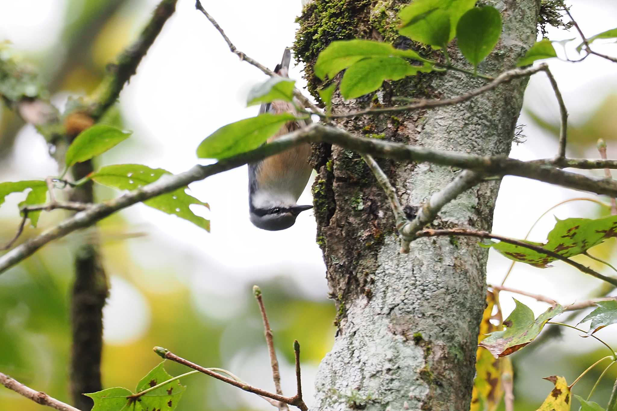 Eurasian Nuthatch