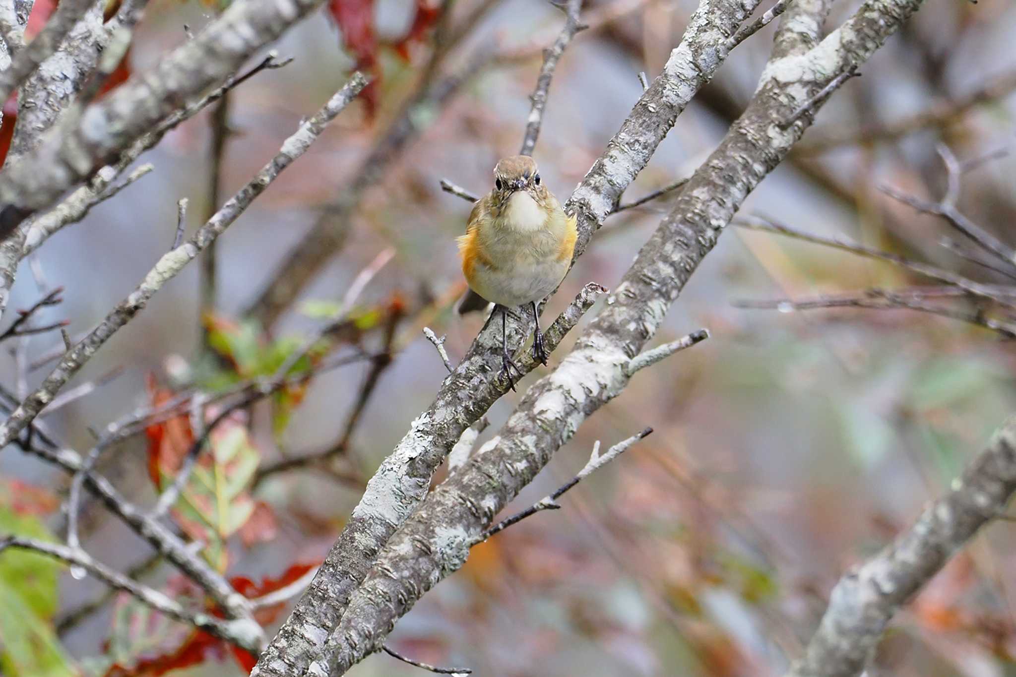 Red-flanked Bluetail