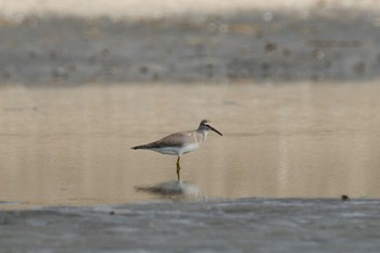 キアシシギ ふなばし三番瀬海浜公園 2023年9月17日(日)