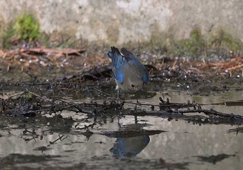 Blue-and-white Flycatcher 山梨県河口湖 Mon, 10/2/2023