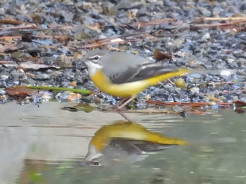 2023年10月4日(水) 京都御苑の野鳥観察記録