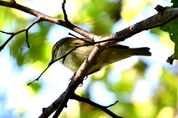 Arctic Warbler Unknown Spots Fri, 9/29/2023