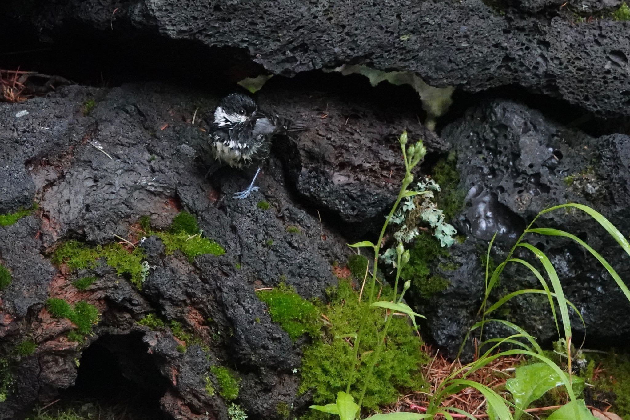 Coal Tit