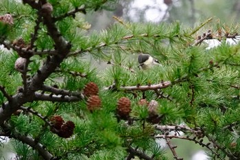 ヒガラ 山梨県 2018年7月31日(火)