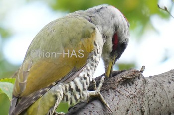 Japanese Green Woodpecker 東京都多摩地域 Thu, 10/5/2023