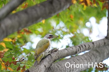 Japanese Green Woodpecker 東京都多摩地域 Thu, 10/5/2023