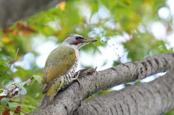 Japanese Green Woodpecker 東京都多摩地域 Thu, 10/5/2023