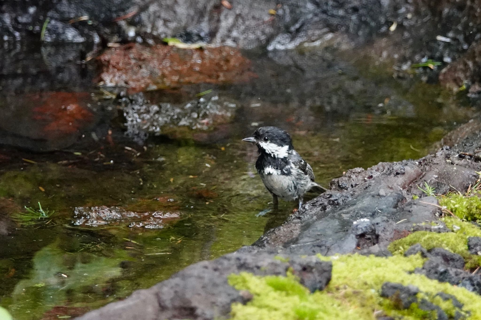 成鳥の方が幼鳥ぽいあどけなさがあるｗ by のどか