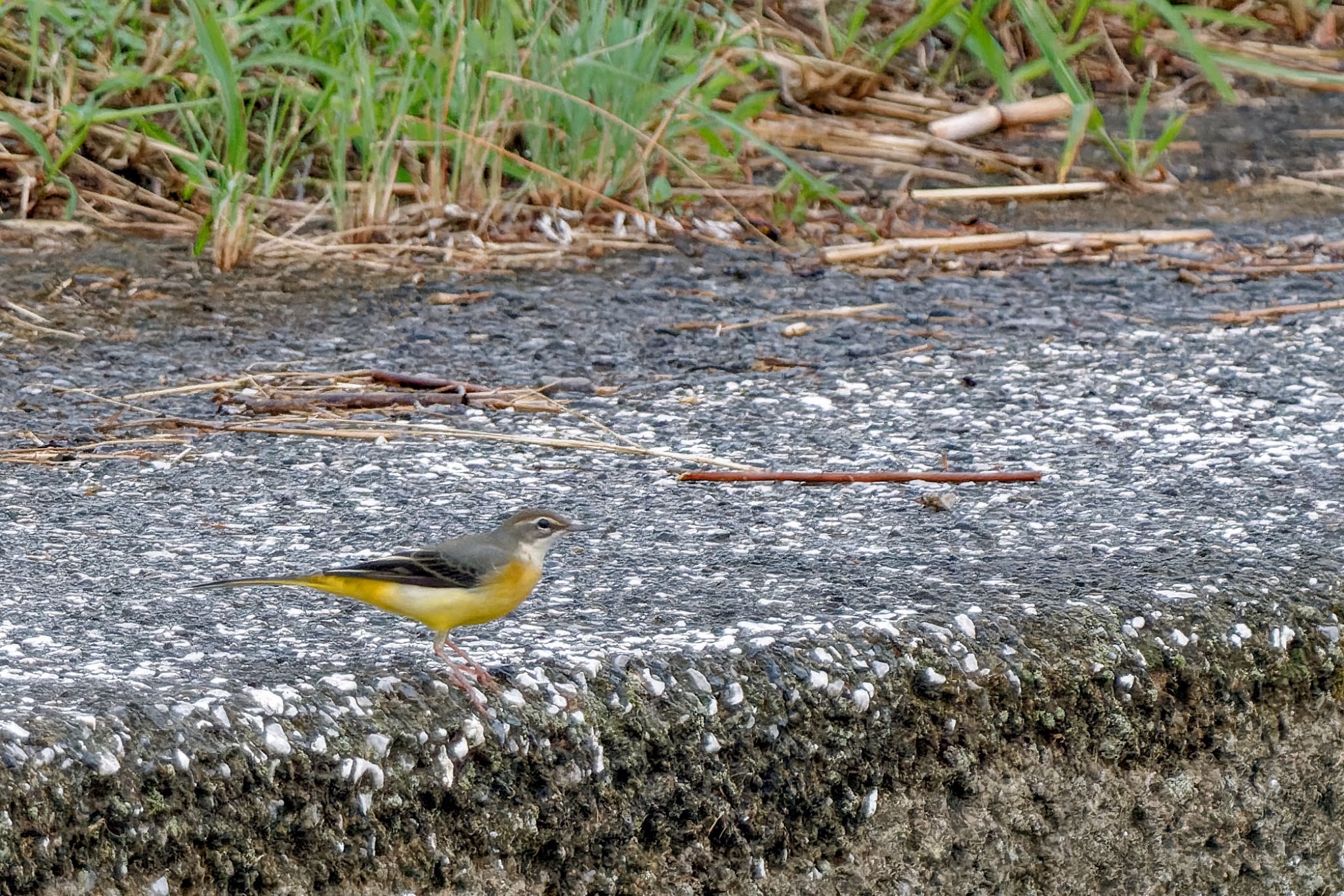 Grey Wagtail