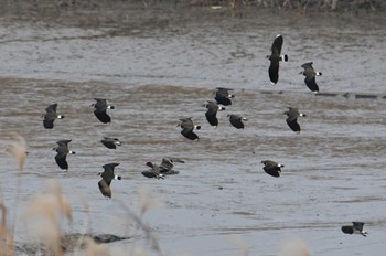 タゲリ 佐賀県立森林公園 2023年1月22日(日)