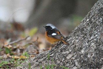 2023年1月22日(日) 佐賀県立森林公園の野鳥観察記録