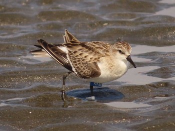 トウネン ふなばし三番瀬海浜公園 2023年9月30日(土)