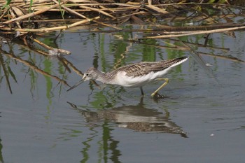 2023年10月5日(木) 東京港野鳥公園の野鳥観察記録