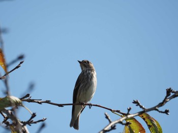 2023年10月5日(木) 権現山(弘法山公園)の野鳥観察記録