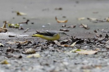 Grey Wagtail 和歌山市 Mon, 10/2/2023