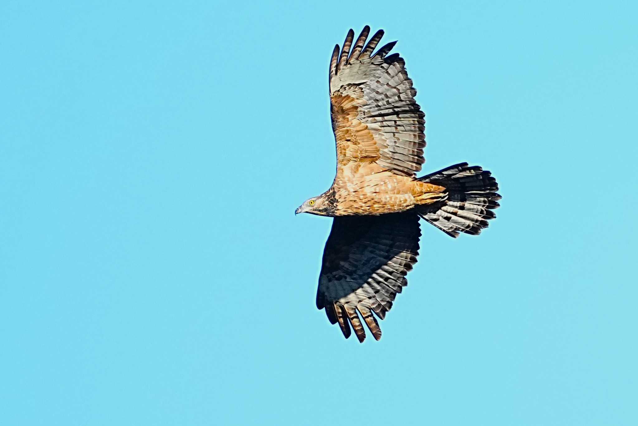 Photo of Crested Honey Buzzard at Shirakaba-touge by 川４