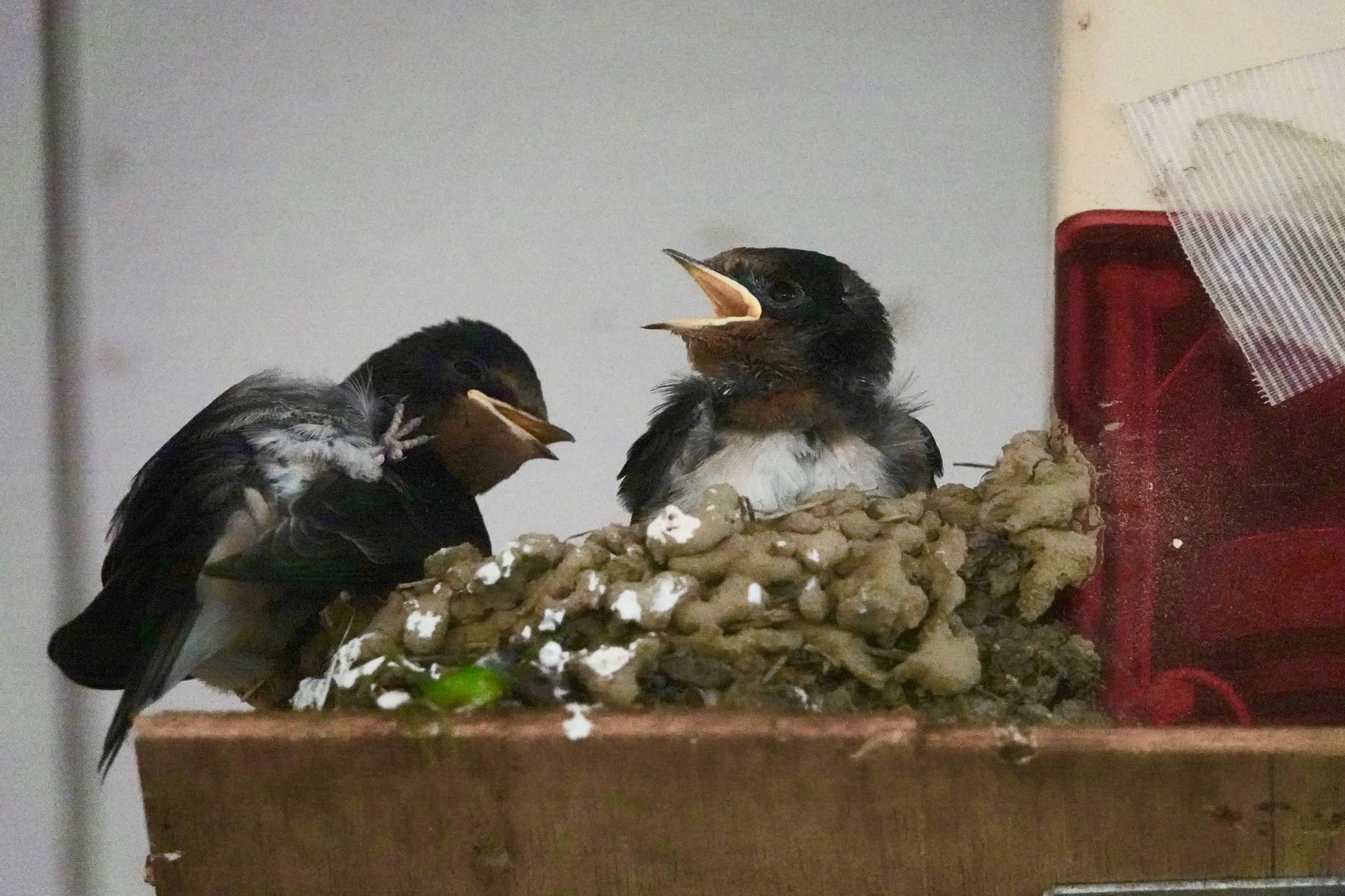 Barn Swallow