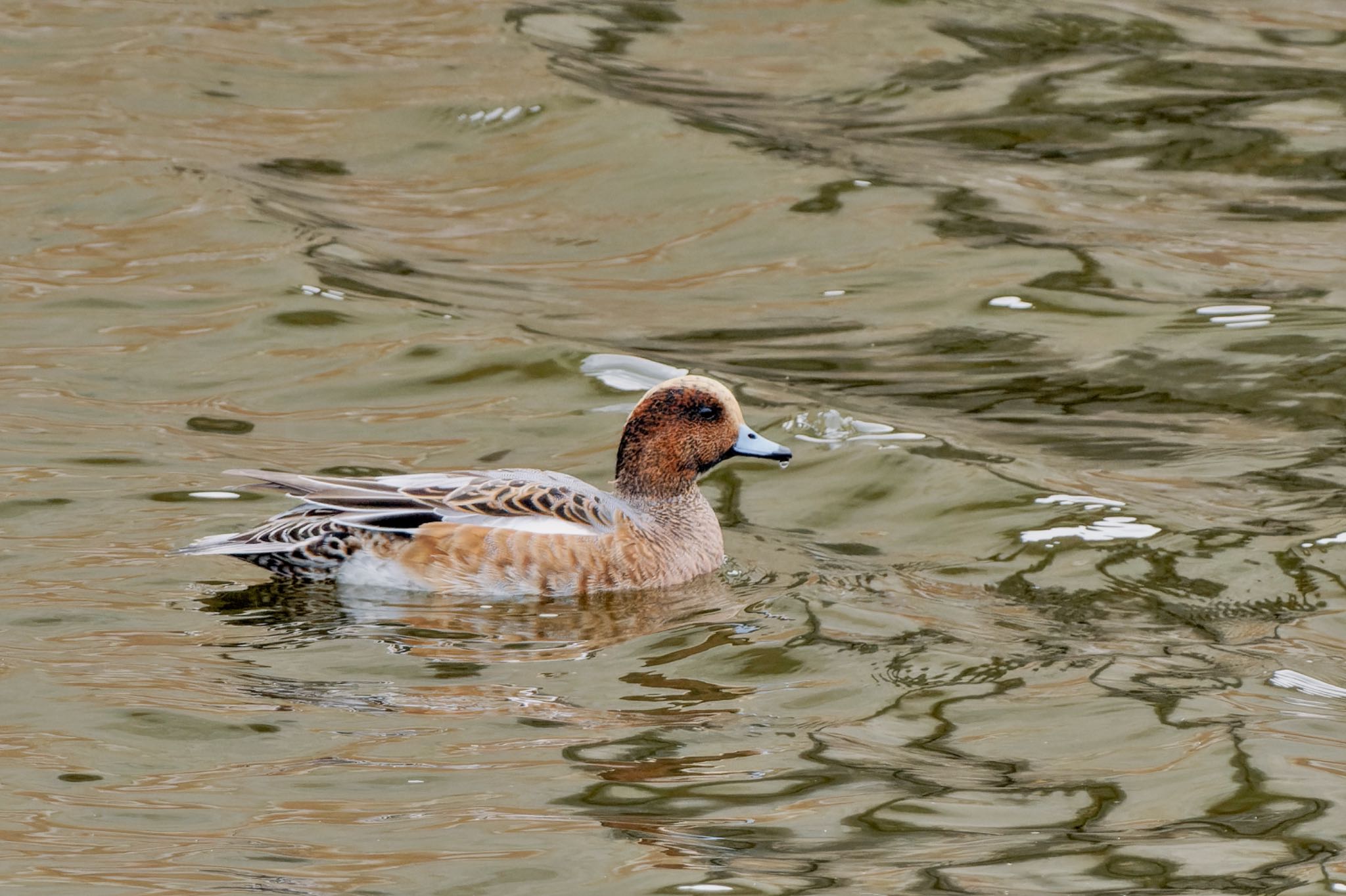 Eurasian Wigeon