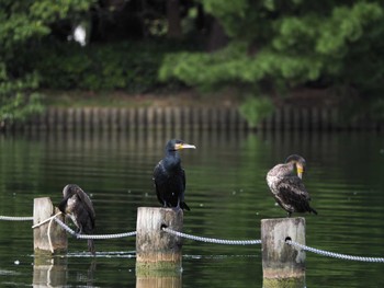 2023年10月6日(金) 大濠公園の野鳥観察記録