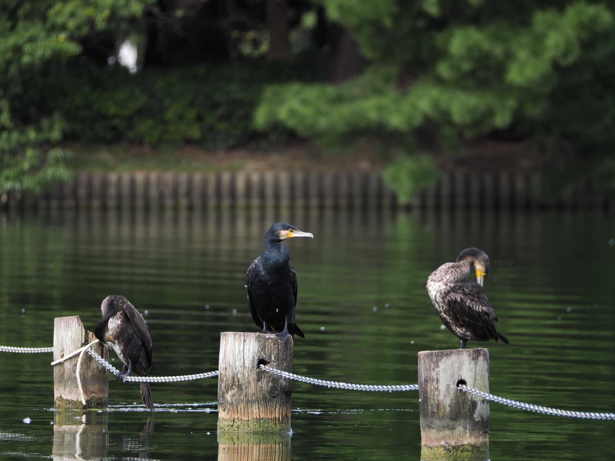 大濠公園 カワウの写真 by umashika