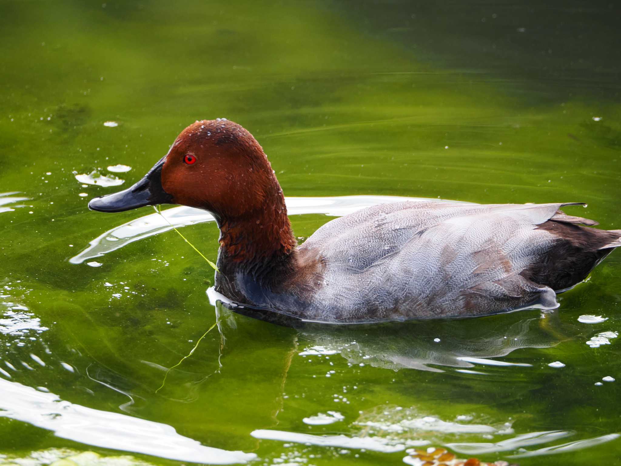 大濠公園 ホシハジロの写真 by umashika