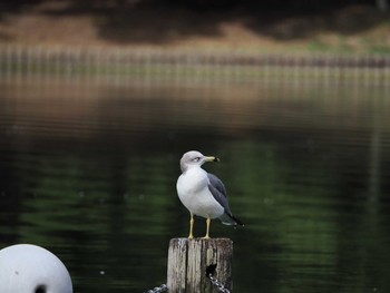 ウミネコ 大濠公園 2023年10月6日(金)