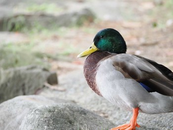 マガモ 大濠公園 2023年10月6日(金)