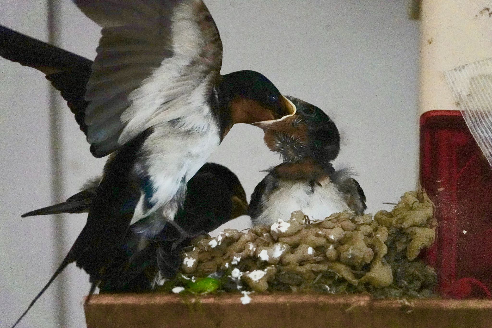 Barn Swallow