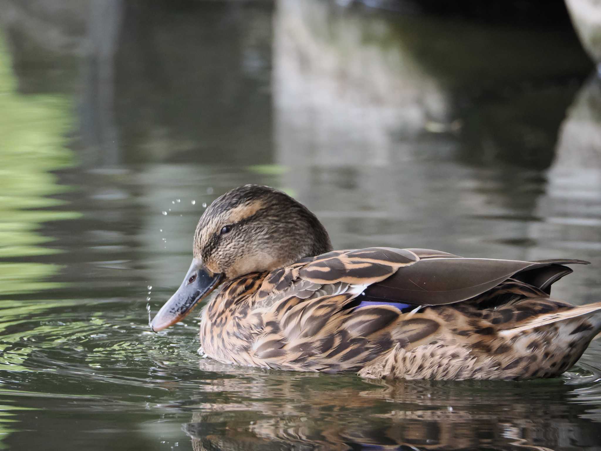 大濠公園 マガモの写真 by umashika