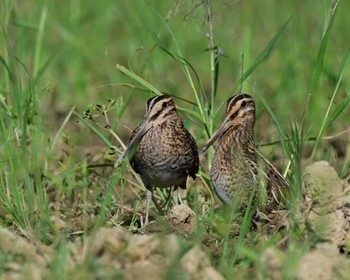 Swinhoe's Snipe 京都 Mon, 9/18/2023